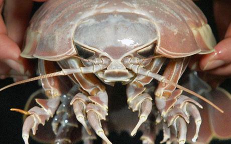 10. Giant Isopod - These can grow to be 15x the size of regular isopods, which you’d probably also be afraid of.