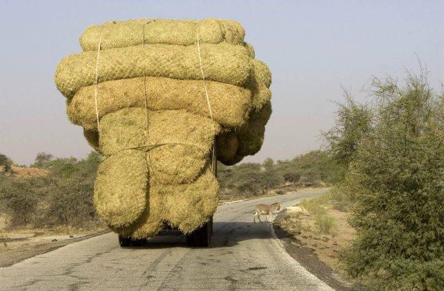 At midday, a wild straw pile gallops down the road, startling the goats.