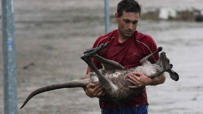 2.) Man holds kangaroo he saved from dangerous flood waters.