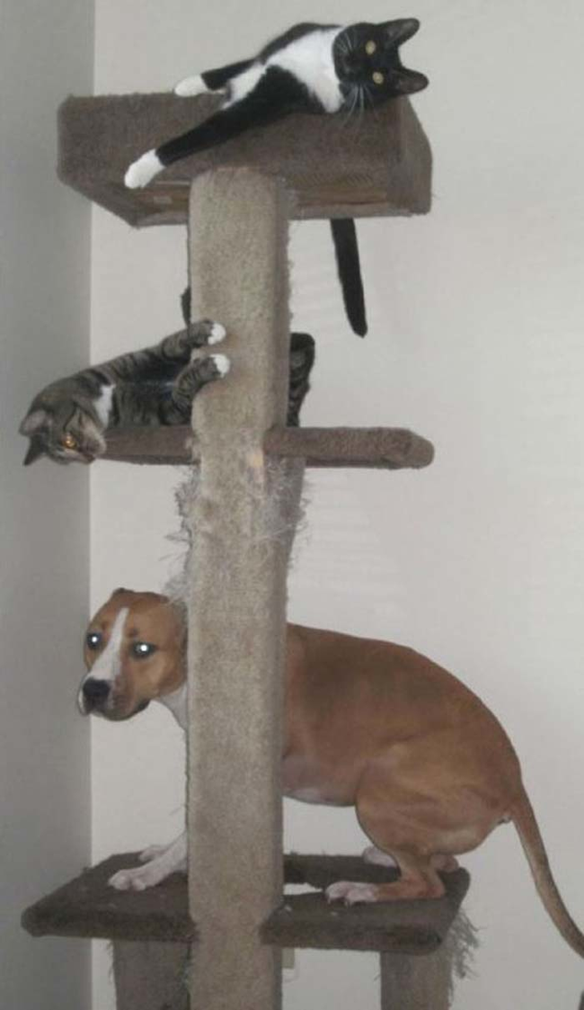 18.) Unfortunately, Sandy could only make it to the first kitty tree tier.