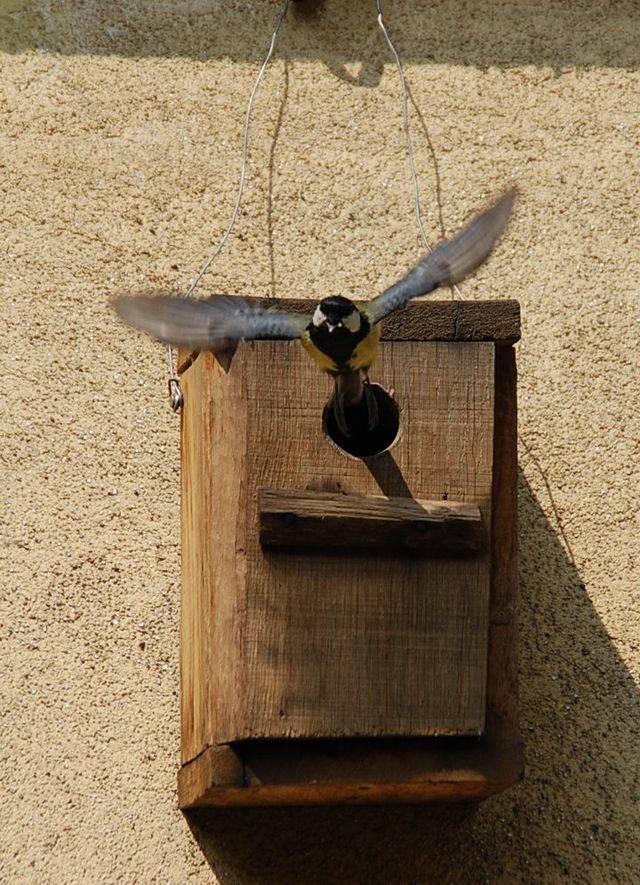 In some cases, tits are seen flying while carrying the body of a bird they've killed. They then drop the body from high up to make sure that their victim is really dead.