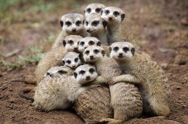 27.) Meerkat cuteness... engaged.