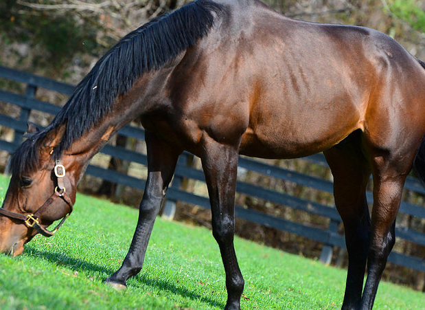 After: He now lives at a farm in Virginia.