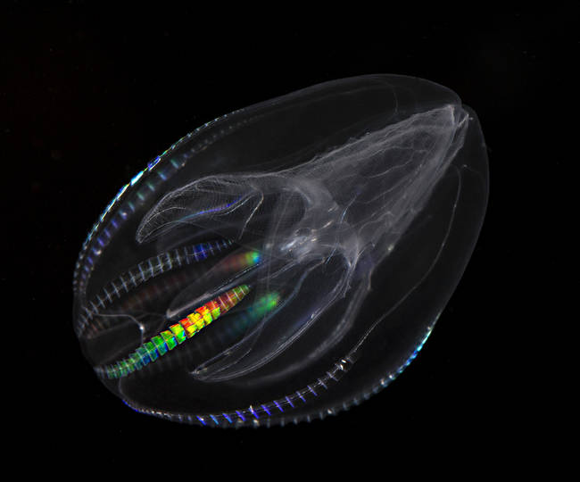 Warty Comb Jelly