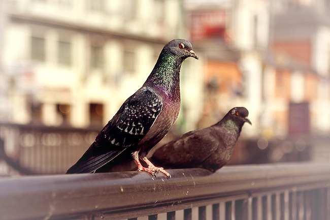 4.) Now for a bird on the other side of the law: in Columbia a pigeon was apprehended while attempting to smuggle cocaine into jail for its incarcerated master.