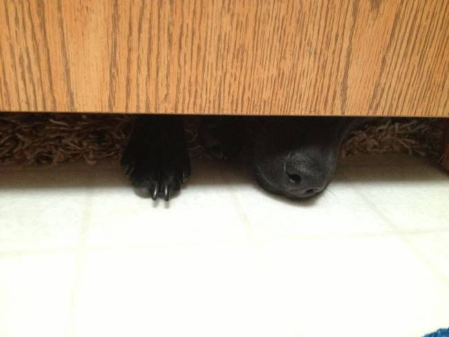 He doesn't understand why you're always hiding from him.