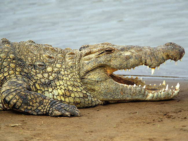 1.) Nile Crocodiles can hold their breath underwater for roughly 2 hours.