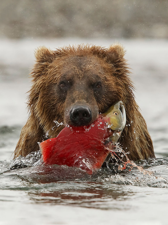 15.) This hungry bear.