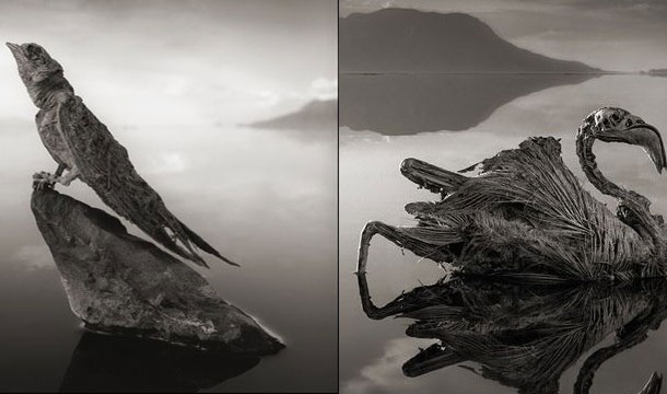 5. Calcifying Lake: This creepy lake in Tanzania, Lake Natron, has such high pH levels that it calcifies any animal that goes into the water.