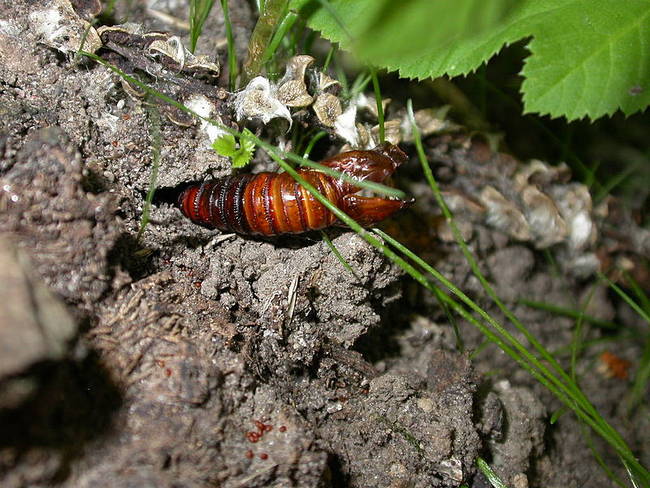 Hornet Moth Pupa