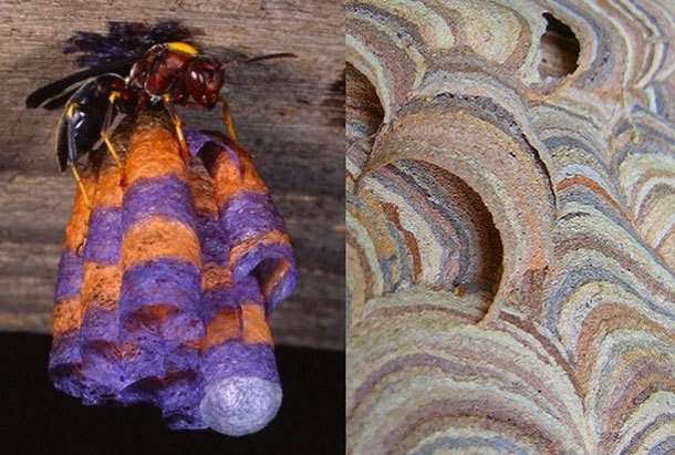 21.) Paper Wasps Nest: The paper wasp is known for using fibers from dead wood and plant stems to construct their nests. In one particular instance, researchers from the University of Illinois gave the wasps colored papers resulting in a colorfully constructed nest.