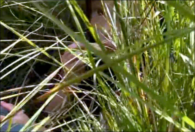 The dog led the rescuers straight to her hiding spot.