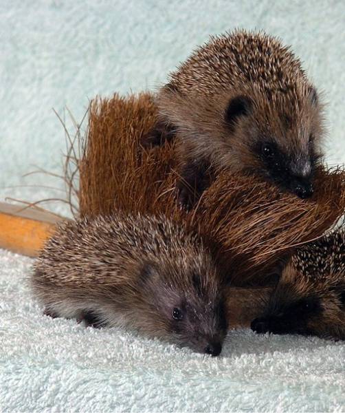 Somehow, these hedgehogs are made cuter by the fact that the look exactly like a bristly brush, not a stuffed animal.