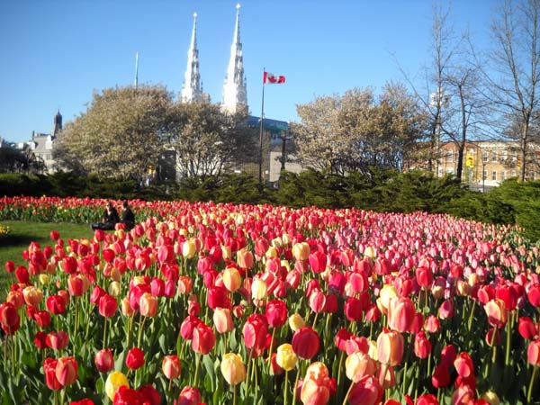 26.) Every year the Netherlands sends 20,000 tulip bulbs to Canada to thank them for their aid in the Second World War.