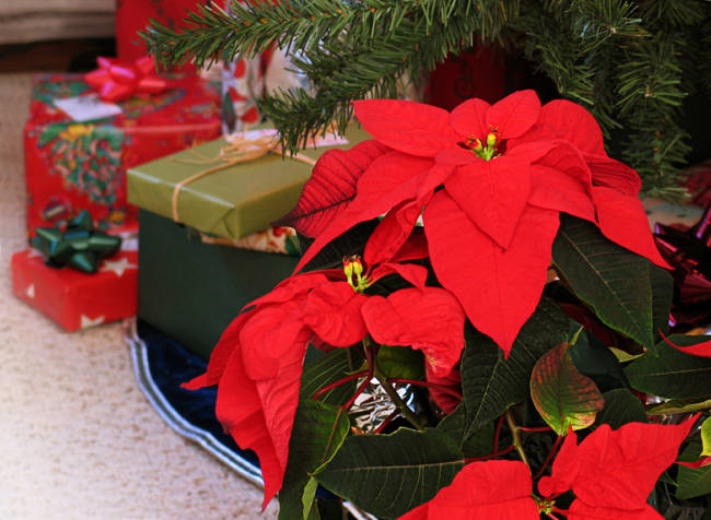 Poinsettia