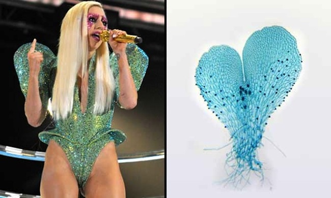 Lady GaGa has a whole genus of ferns named after her.  The DNA sequence of these ferns is actually guanine, adenine, guanine, adenine (g-a-g-a). Same DNA but born this way!