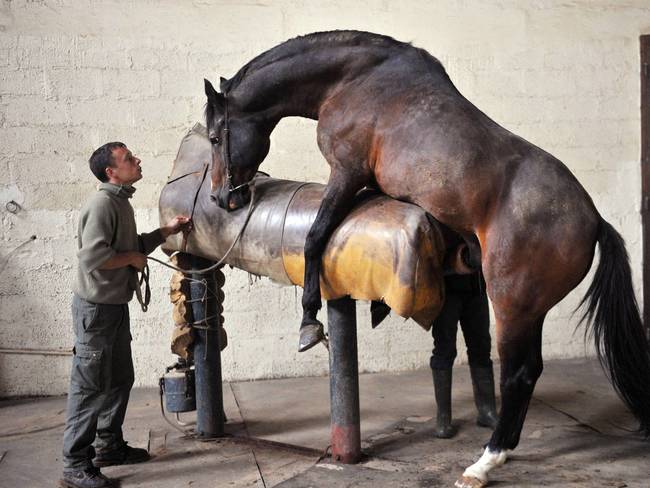 4.) Horse "Manhood"