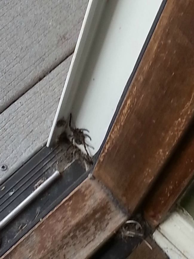 He opened the sliding door to let the cat out... and this is what he found.