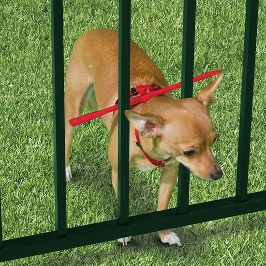 20. Invest in an escape-prevention harness if you have a small dog and a fenced-in yard.