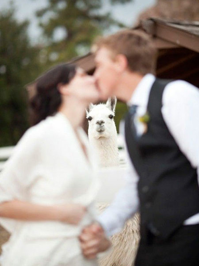 34.) I'm not sure the llama approves of this union.