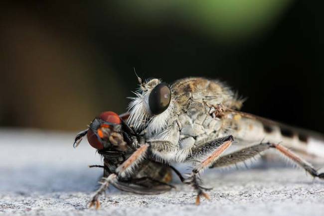 The robber fly then sucks out the digested insides like so.