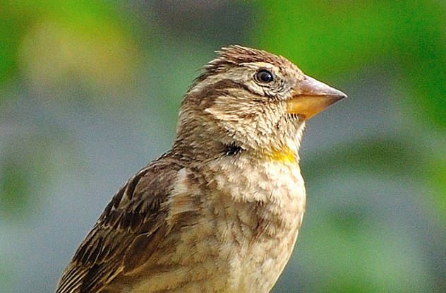 Female sparrows love rock stars.