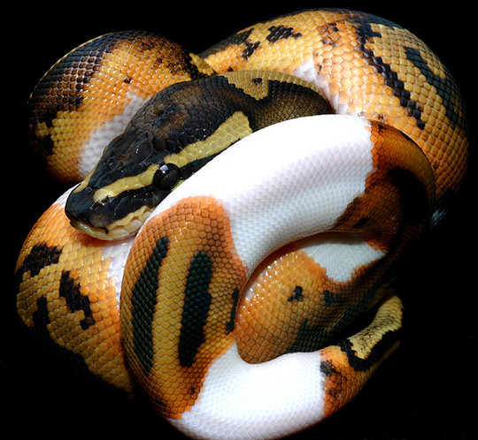 14.) That coloring only makes this python that much more terrifying.