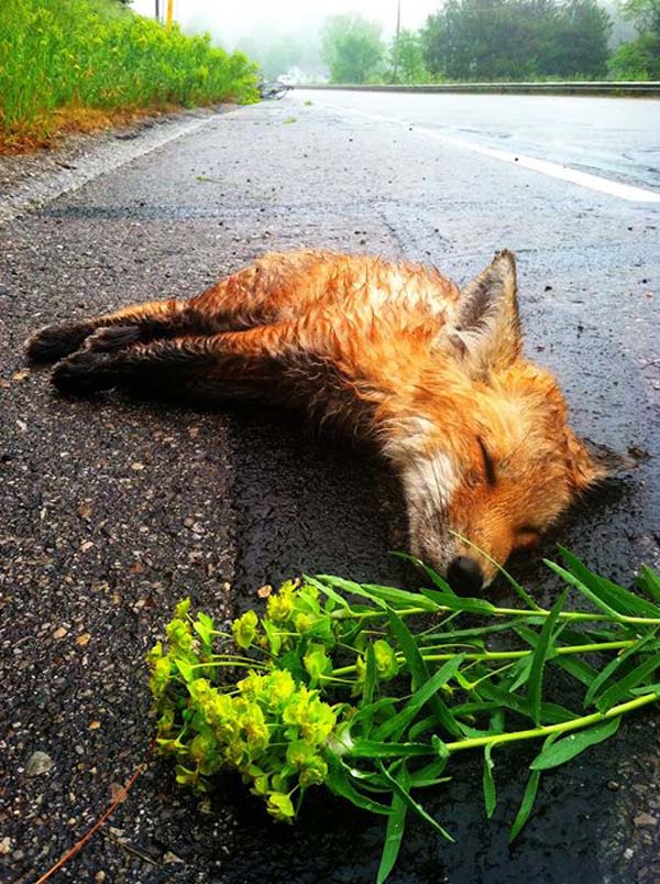 The little fox's heart stopped beating and he took his final breath.