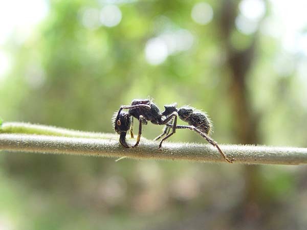 12.) Bullet Ants: Found in rainforests throughout Central America, their bite is so painful, you’ll feel like you’ve been shot. Plus, the pain lasts for 24 hours. An indigenous Brazilian tribe use gloves filled with these ants as a painful initiation ceremony.