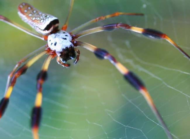 These spiders don't waste their time on small insects. They go for the big prey. Orb-weaving spiders are known to trap and feed on various types of snakes and birds.