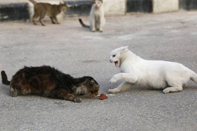 Of course, sometimes things can get heated between the hungry cats.