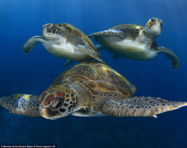 Though listed as endangered, the turtles still suffer from hunting for their meat and eggs.