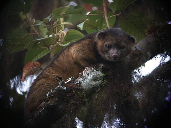 Tree-Living Olinguito