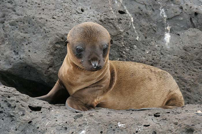 19.) Sea lion pups and their mothers have a special kind of vocalization so they can pick each other out of a crowd.