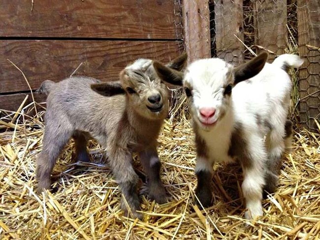 Besties don't get much cuter than these two.