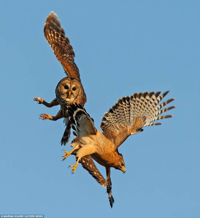 But the owl, in a valiant effort to keep her nest safe and sound, scared the hawk off to hunt elsewhere, after ripping some of its feathers out with its talons.