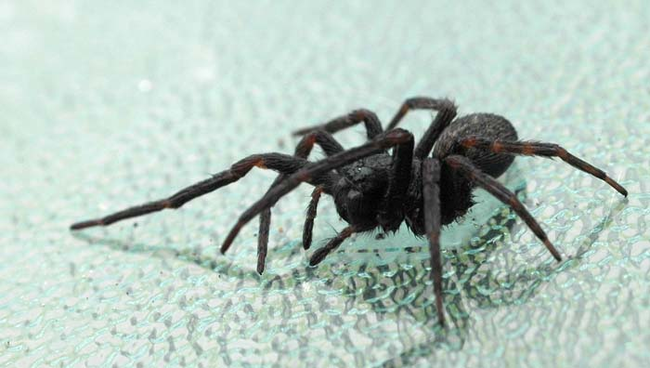 1.) Arachnophobia - Being afraid of spiders.