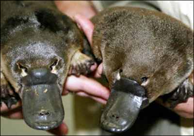 Platypus: The infamously ridiculous looking monotreme was considered a hoax when first discovered in the late 1700s.