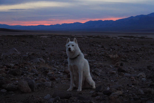 <a href="https://www.viralnova.com/traveling-dog/" target="_blank">Wolfgang the Husky</a>