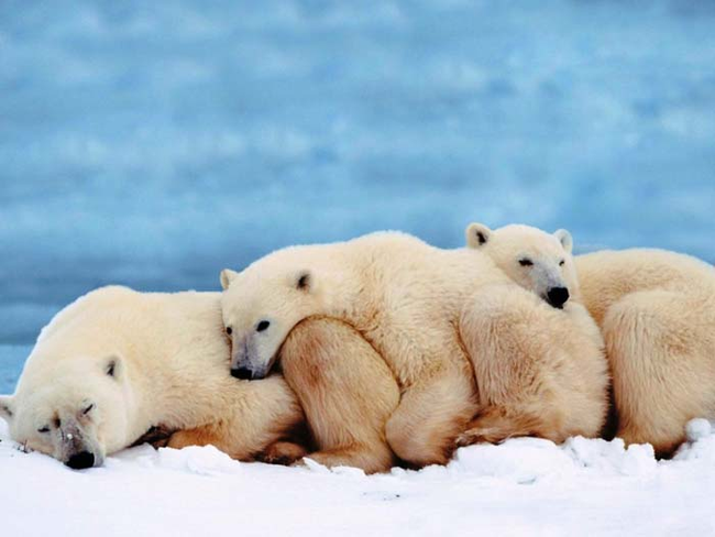 33.) Polar bear conga lines = adorable.