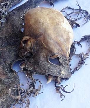 This is the face of one of the corpses found in the cellars of a nearby winery. At first, the Chileans thought they were bat remains...but then realized the bones were far too large.