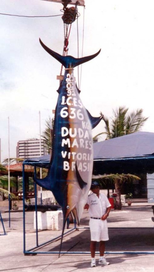 At 1,402lb. the largest Atlantic Blue Marlin was caught by Paulo Amorim.  Still, I wish those young graffiti-happy street vandals had waited until the picture had been taken.