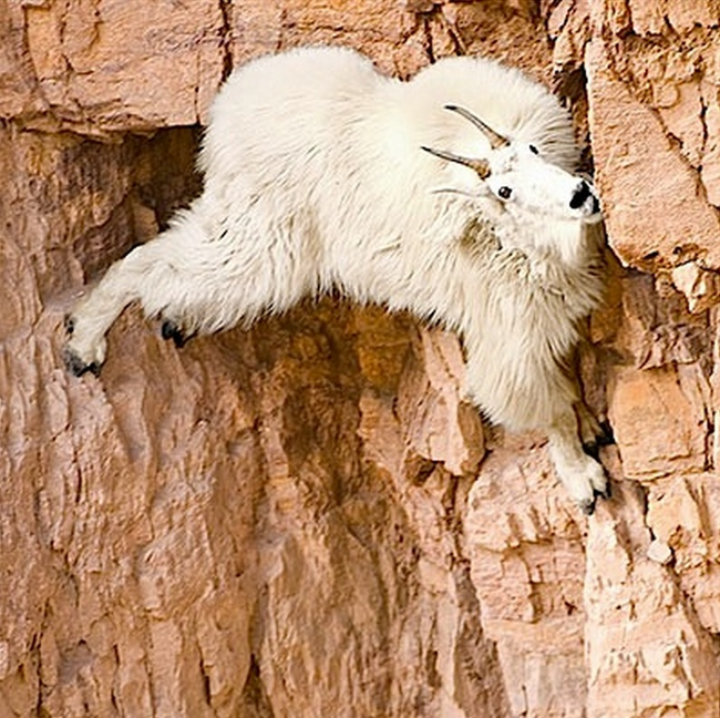 Goats are very good at climbing, you see.