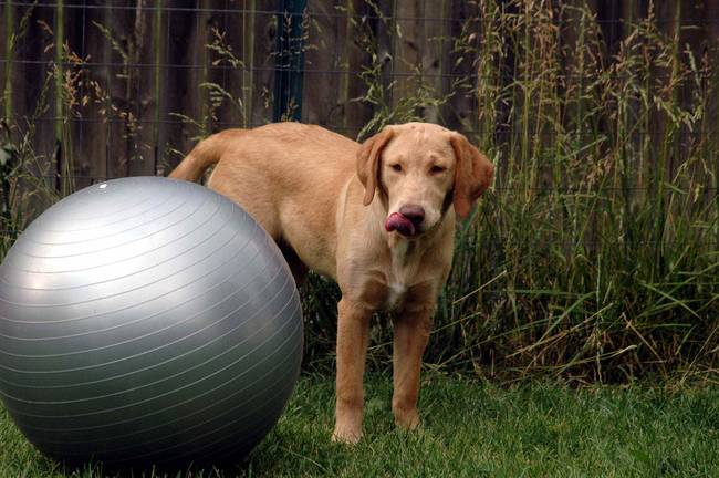 I'm planning on learning how to use this exercise ball. My human says it's really great for the core.