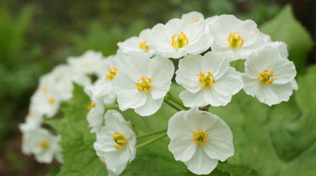 The Diphylleia Grayi is beautiful when it's nice and dry, but wait until you see what happens when it gets wet.