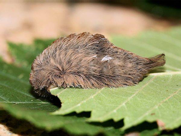 Toxic "Toupee" Caterpillar