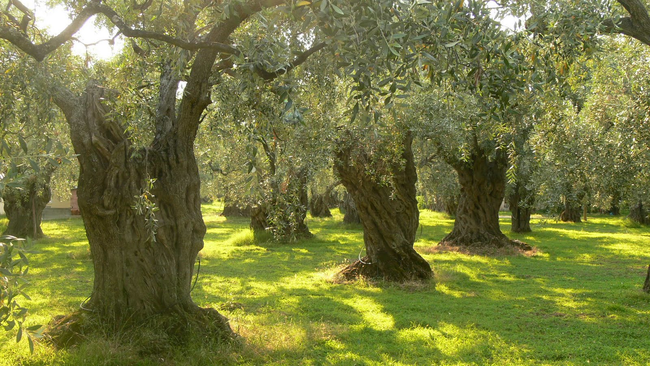 10.) Olives grow on trees.