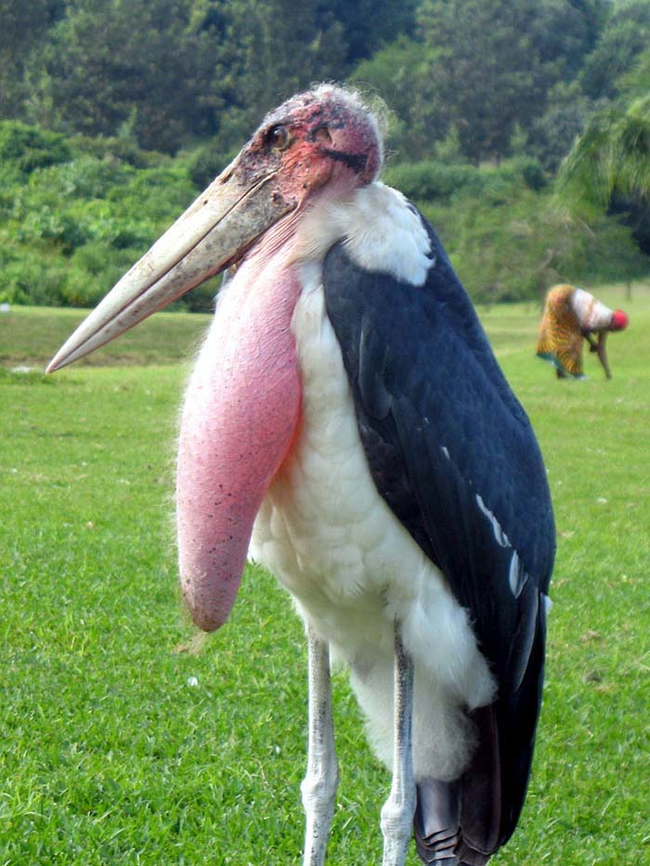 5.) Marabou Stork.