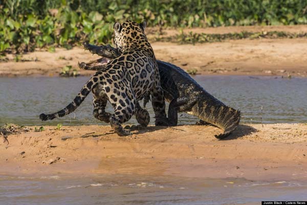 Most animals fear the watering hole because of crocodiles.