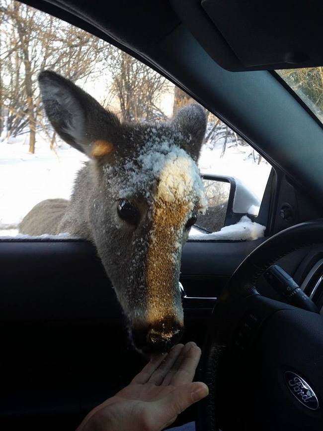 "Can I get a ride? Santa forgot to pick me up."